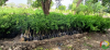 pã©piniã¨re pnat maroua 12